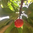 서안농장 이미지