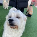 스퀘어독스 이미지