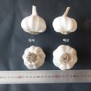 백산개발 이미지