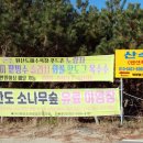 소나무펜션형민박 이미지