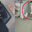 힙독 애견카페 이미지