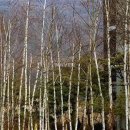 자작&white 이미지