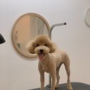 트리멍마마 이미지