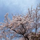 인천대공원(남문) | 인천대공원 벚꽃 개화 상태 4/5 주차정보 인천대공원남문