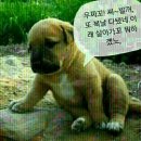 다 네이버블로그