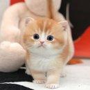 부산고양이분양 미유펫 이미지