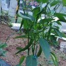 우용농장 이미지