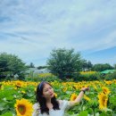해바라기농장 이미지