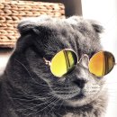 김포씨엘동물의료센터 이미지