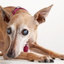 파크동물의료센터 이미지