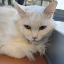 모여봐요 고양이 카페 이미지