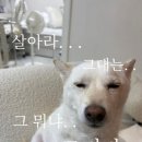 카페리베 이미지