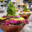 플라워가든 이미지