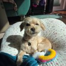 메이 동물병원 | 반려견 메이 정기 건강검진 받고왔어요