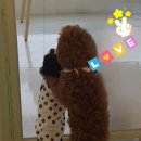 미용하는 퍼피마미 이미지