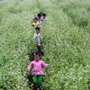 메밀꽃유치원 이미지