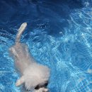 맑은오늘 애견유치원&호텔 이미지