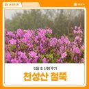 원효암 | 양산 천성산 철쭉 개화시기 | 원효암 주차 후 40분 등산코스