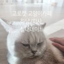 고로캣 고양이카페 | [공지] [하남미사] 고로캣 고양이 카페 실내 이색 데이트 추천