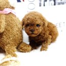 뽀글뽀글 이미지