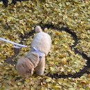 라은 | 거창 가볼만한곳 의동마을 은행나무길 단풍이 가득한 늦가을 기록