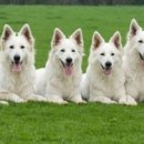 화이트 켄넬 이미지