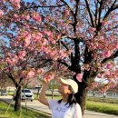 하남제6어린이공원(어등공원)2 | 하남 벚꽃과 겹벚꽃을 함께 볼 수 있는 &#39;미사경정공원 &#39; 주차 및 자전거 대여 후기