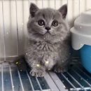 Premium 먼치킨 이미지