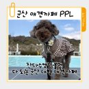 puppy lounge | 군산 애견까페 PPL 대형 잔디·수영장·불멍까지 ㅡ 제티가 트리사냥을 떠났던 애견까페 후기