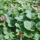 김정수농장 이미지