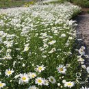 구리(일산) 이미지