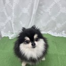 도그도담 이미지