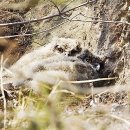 부엉이 - 천안시 서북구 성정공원3길 8 | 부엉이