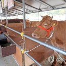 명품 TMR 사료 이미지