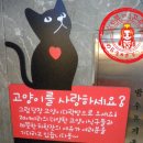 다락방고양이 이미지