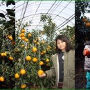 제주농장 이미지