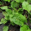 질경이농장2 이미지