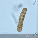 황토바다 이미지