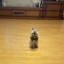 포포즈 반려동물 장례식장 경기광주점 | [오늘 있었던 일] 포포즈(FOUR PAWS) 경기도 광주점 매우 큰 슬픔,화남