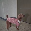 만세동물병원 이미지