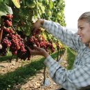 주식회사해피푸드 이미지