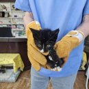 한솔가축병원 이미지