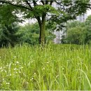 영등시민공원 인라인장 이미지