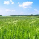 신창태양광발전소 이미지