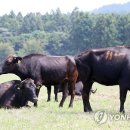 에이스헤어 (샵) 이미지