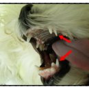 유앤동물의료원 이미지