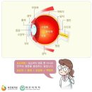 홍채[동공의 크기 조절, 안구로 들어오는 빛의 양을 조절] 이미지
