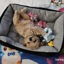 퍼피루미 이미지