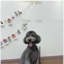 살롱아리 이미지