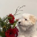 스니프 아틀라스 이미지